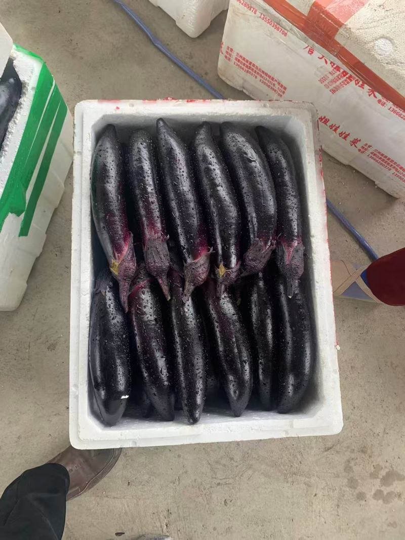 热卖茄子长茄紫色长茄基地直发价格实惠欢迎老板联系