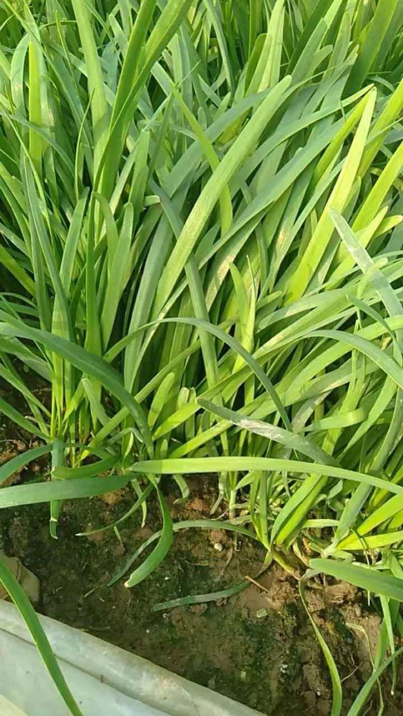 大叶韭菜产地直销量大质优价格优惠欢迎咨询采购