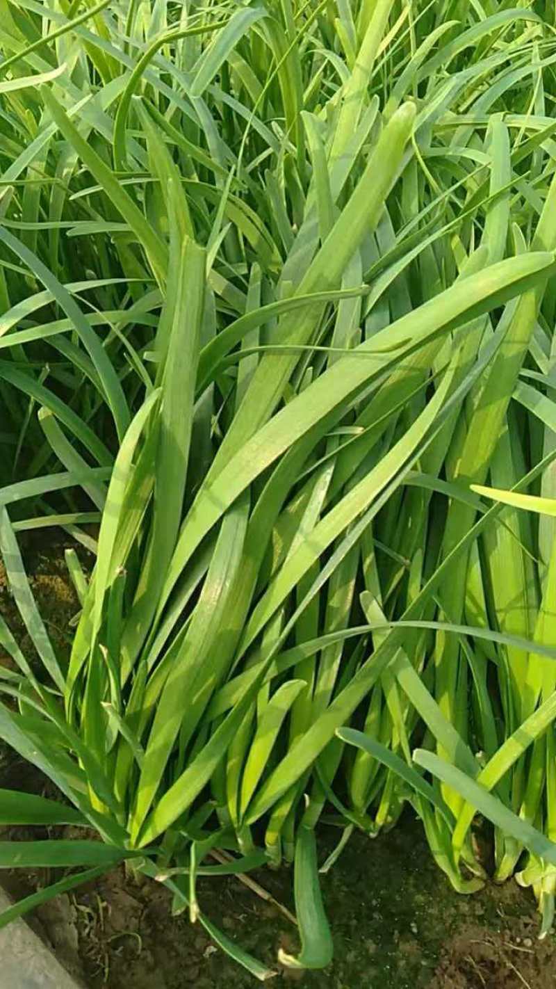 大叶韭菜产地直销量大质优价格优惠欢迎咨询采购
