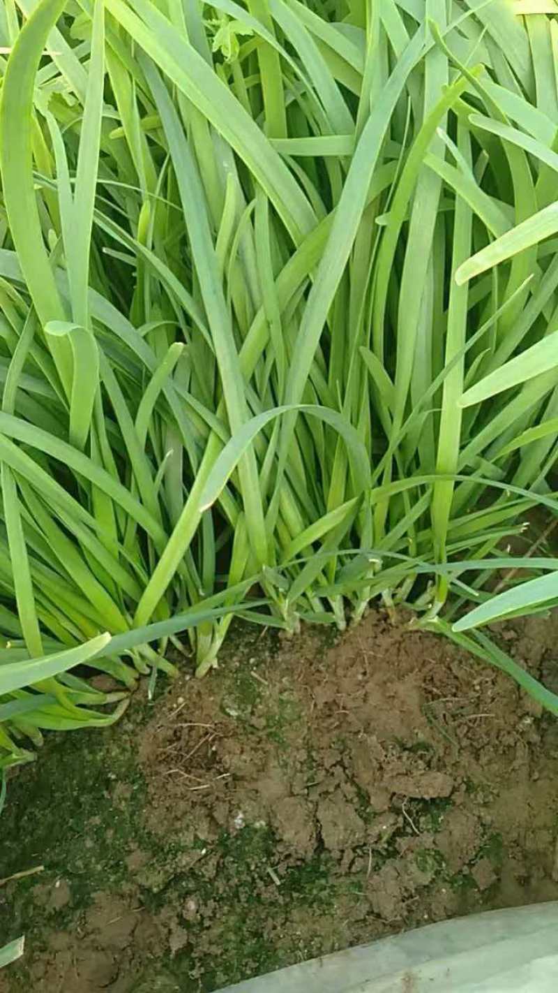 大叶韭菜产地直销量大质优价格优惠欢迎咨询采购