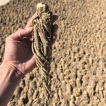 当归干货一手货源大量现货供应，保质保量，电联价格可谈