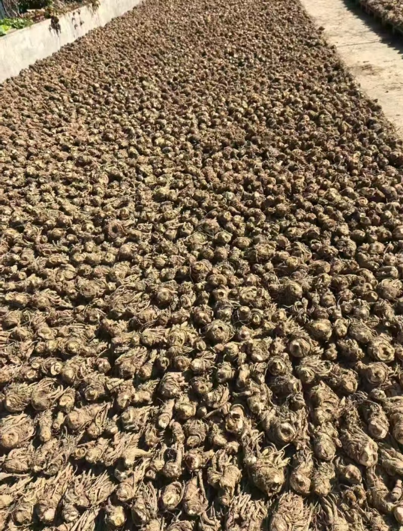 当归干货一手货源大量现货供应，保质保量，电联价格可谈