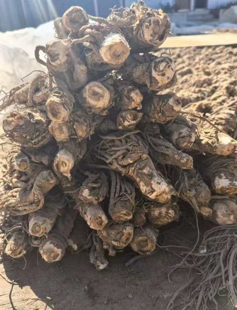 当归干货一手货源大量现货供应，保质保量，电联价格可谈