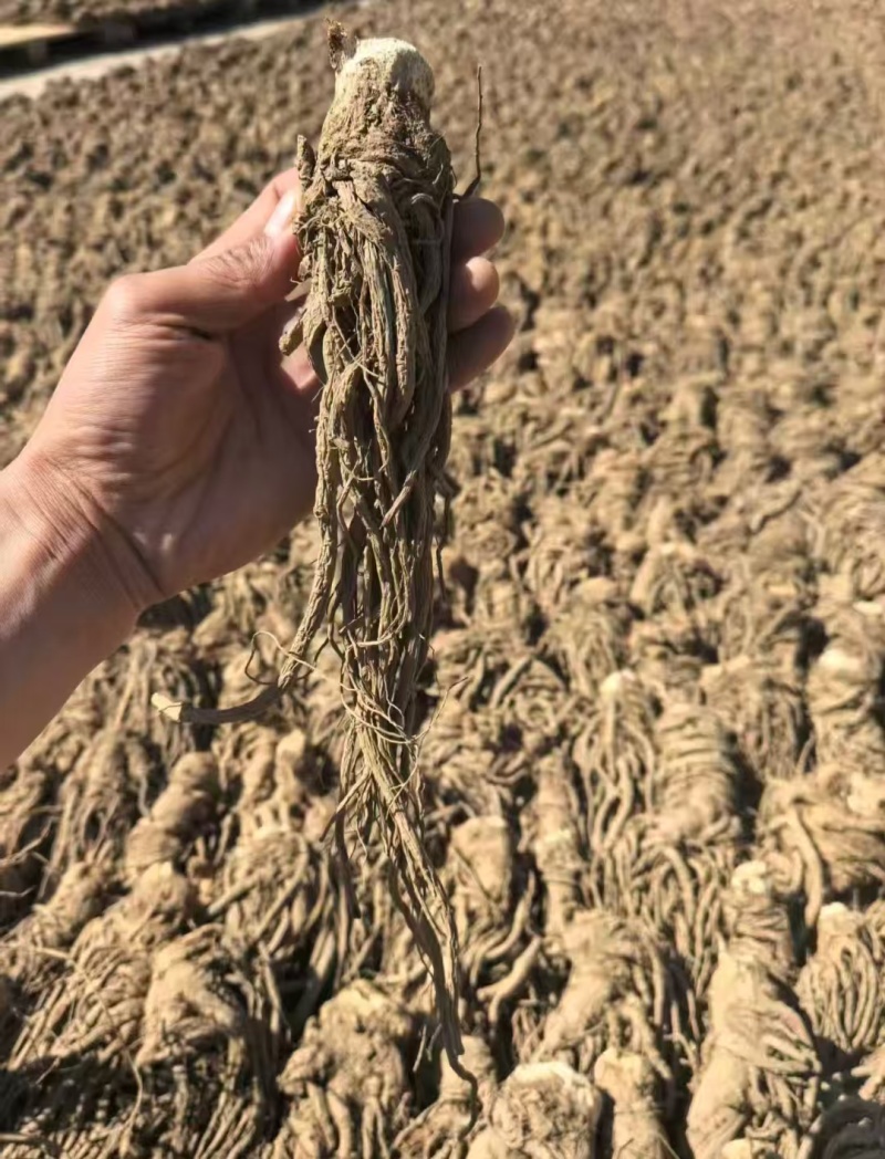 当归干货一手货源大量现货供应，保质保量，电联价格可谈