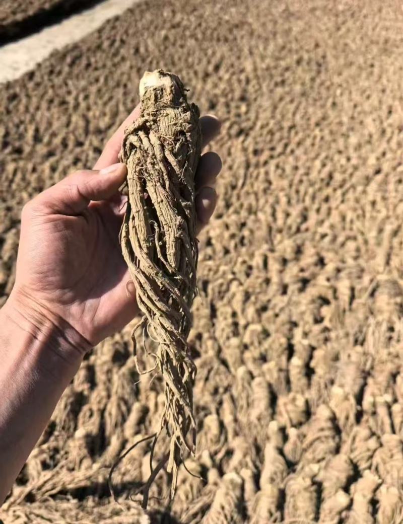 当归干货一手货源大量现货供应，保质保量，电联价格可谈