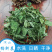 狗肝菜中药材中草药原料批发