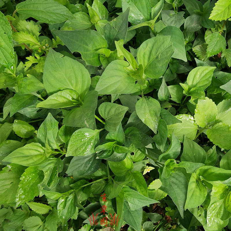 狗肝菜中药材中草药原料批发