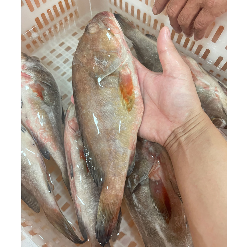 深海石斑鱼三去石斑鱼20条1件～电商直播一件代发批发