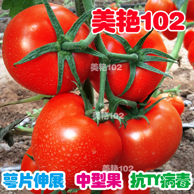 大红番茄种子美艳102单果180克左右红色西红柿种籽