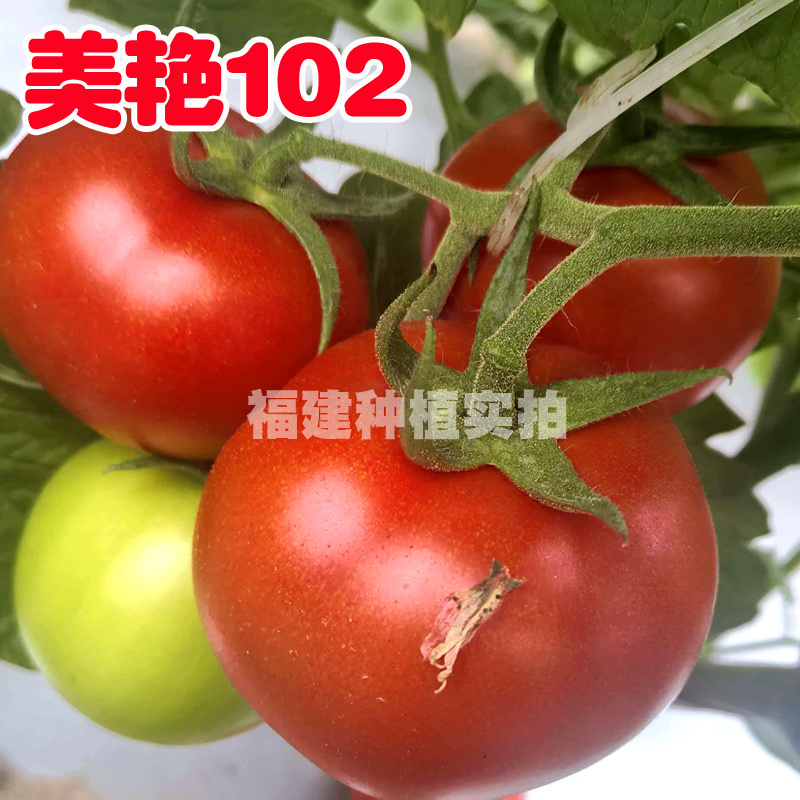 大红番茄种子美艳102单果180克左右红色西红柿种籽