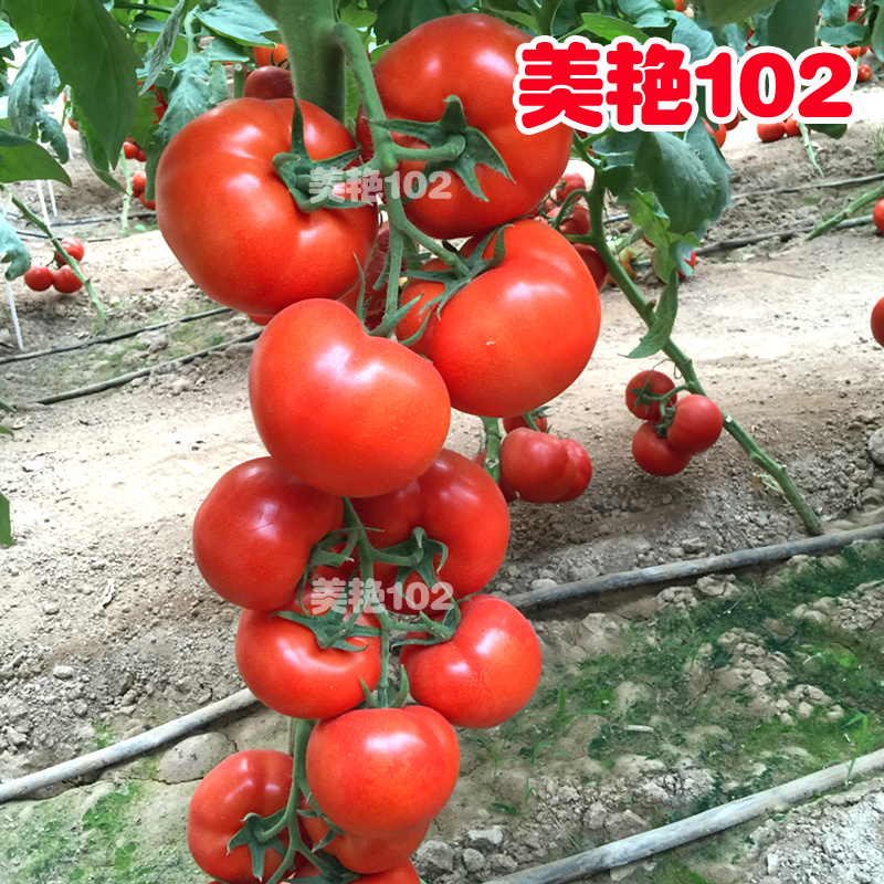 大红番茄种子美艳102单果180克左右红色西红柿种籽
