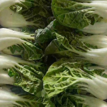 奶白菜