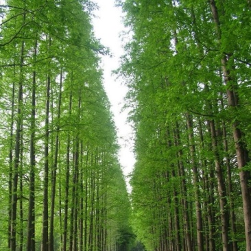 水杉树苗南方北方种植耐寒耐旱水杉树落羽杉中山杉树苗