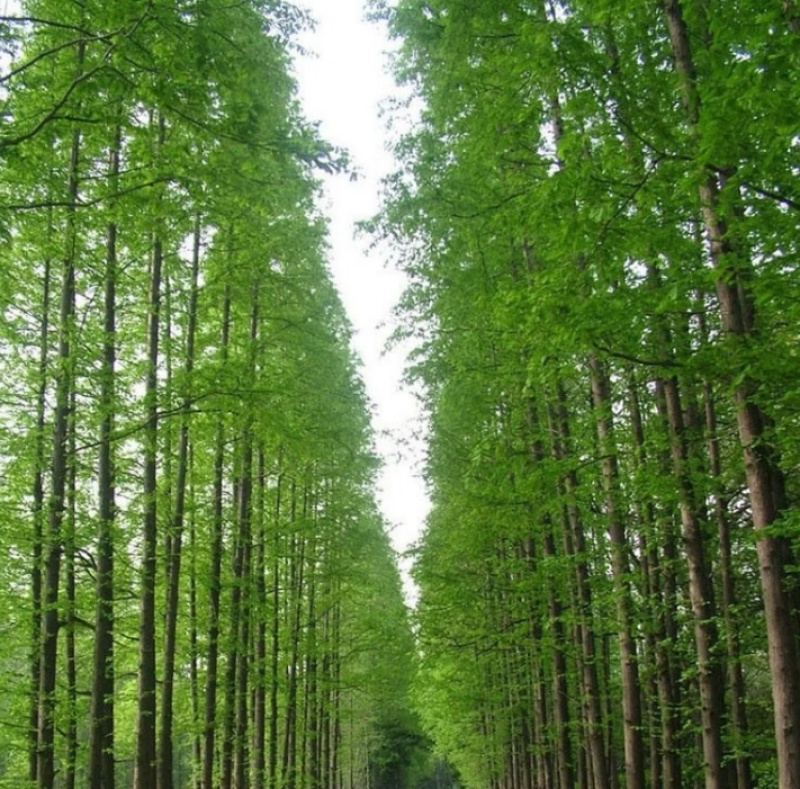 水杉树苗南方北方种植耐寒耐旱水杉树落羽杉中山杉树苗