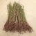 水杉树苗南方北方种植耐寒耐旱水杉树落羽杉中山杉树苗