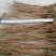 水杉树苗南方北方种植耐寒耐旱水杉树落羽杉中山杉树苗