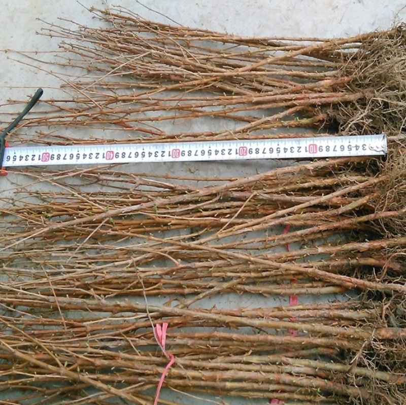 水杉树苗南方北方种植耐寒耐旱水杉树落羽杉中山杉树苗