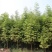 水杉树苗南方北方种植耐寒耐旱水杉树落羽杉中山杉树苗