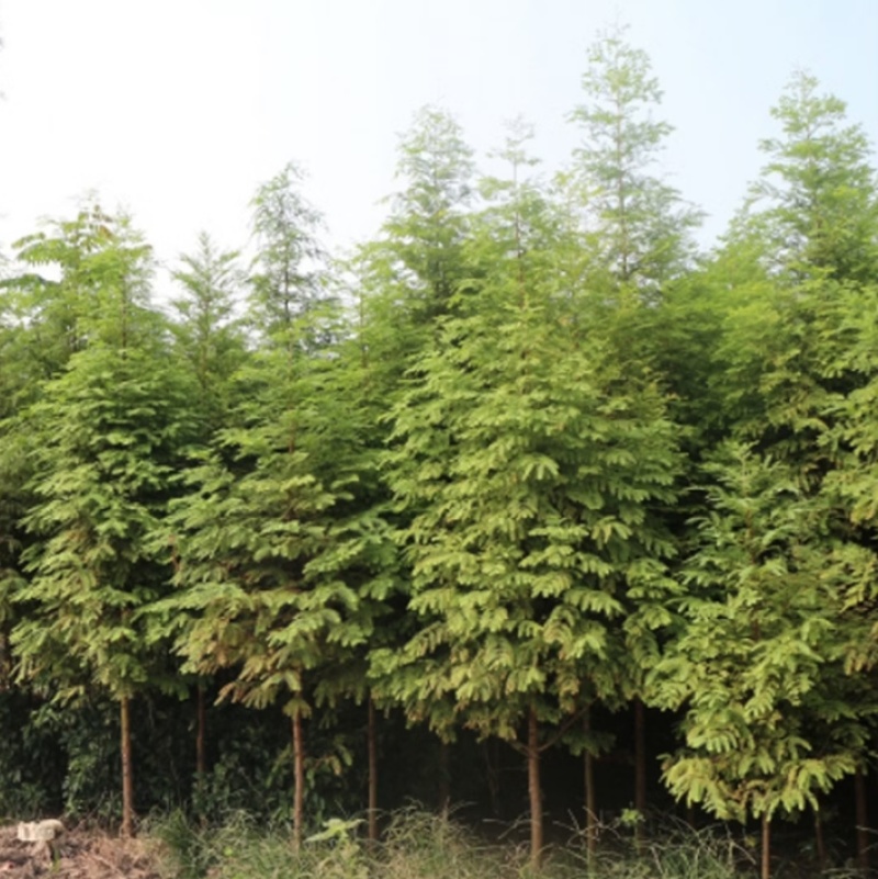 水杉树苗南方北方种植耐寒耐旱水杉树落羽杉中山杉树苗