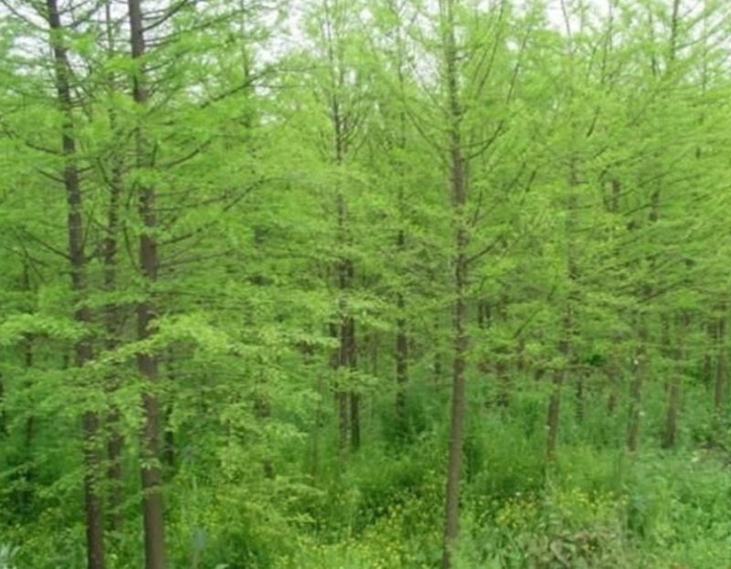 水杉树苗南方北方种植耐寒耐旱水杉树落羽杉中山杉树苗