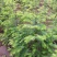 水杉树苗南方北方种植耐寒耐旱水杉树落羽杉中山杉树苗