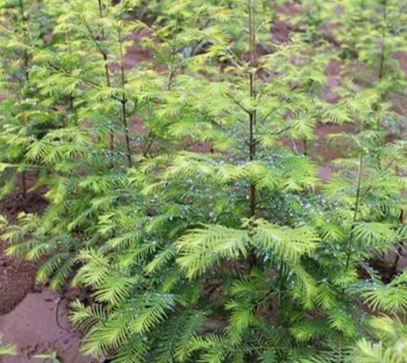 水杉树苗南方北方种植耐寒耐旱水杉树落羽杉中山杉树苗