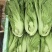 包心苦菜(水芥)