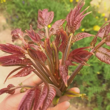 精品香椿香椿芽陕西产地直供质量保证货源充足全国发货