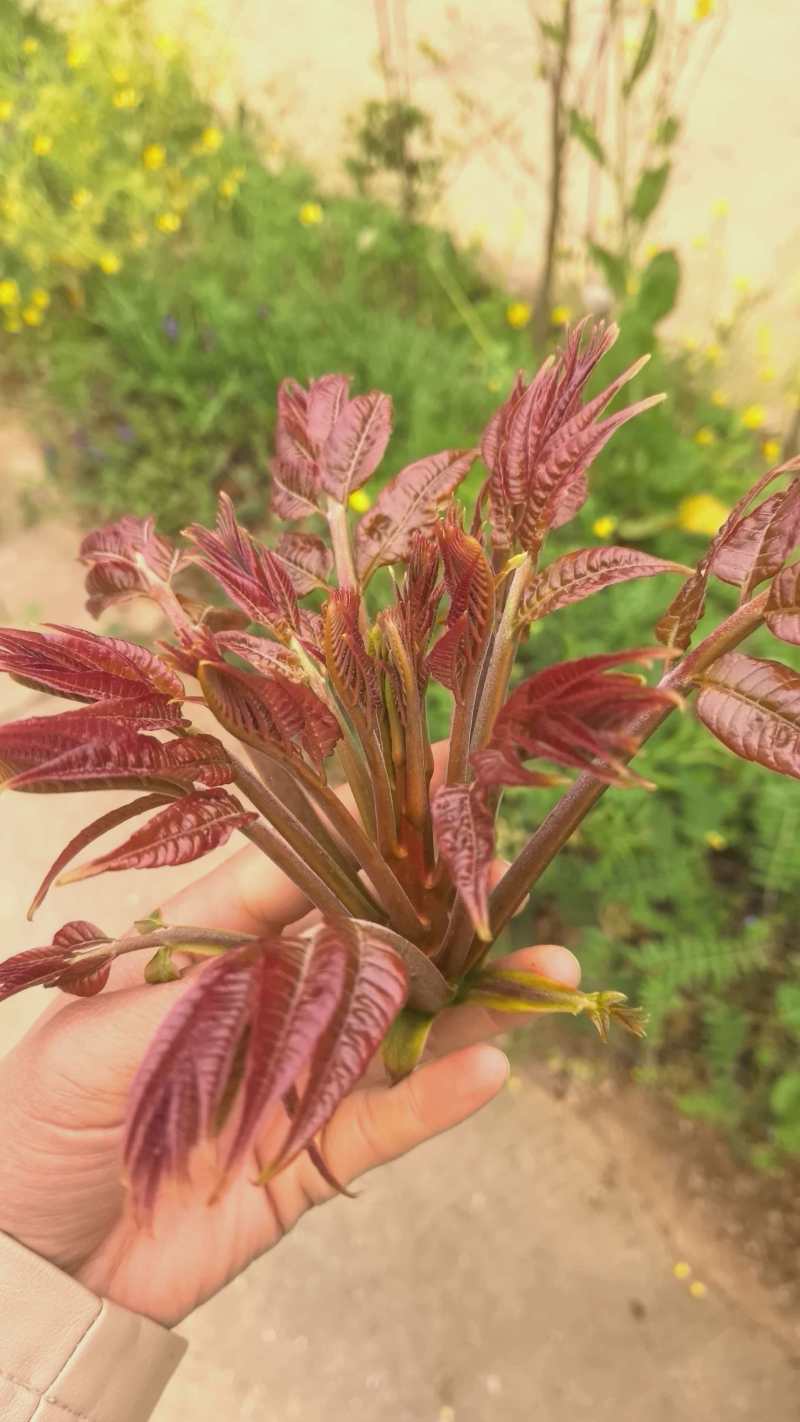 精品香椿香椿芽陕西产地直供质量保证货源充足全国发货