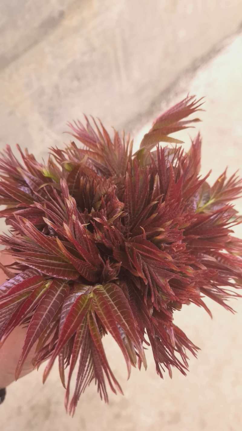 精品香椿香椿芽陕西产地直供质量保证货源充足全国发货
