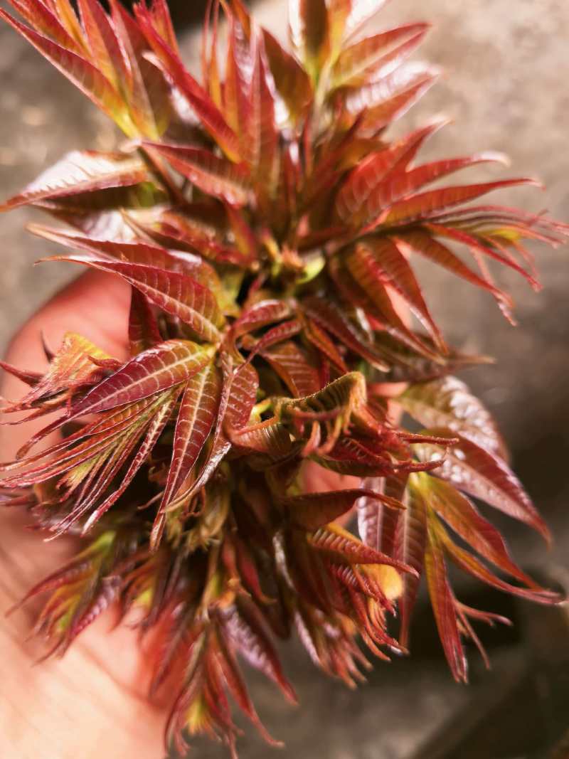 精品香椿香椿芽陕西产地直供质量保证货源充足全国发货
