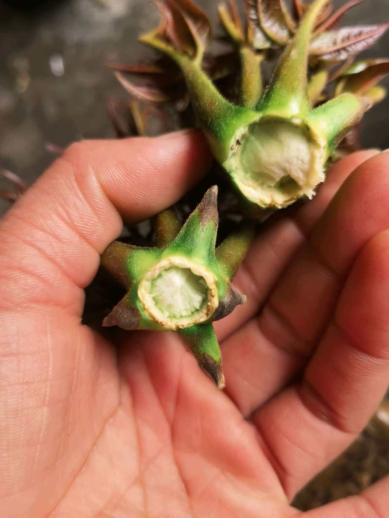 精品香椿香椿芽陕西产地直供质量保证货源充足全国发货