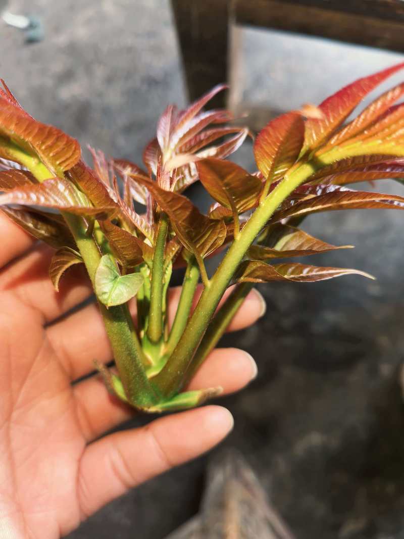 精品香椿香椿芽陕西产地直供质量保证货源充足全国发货