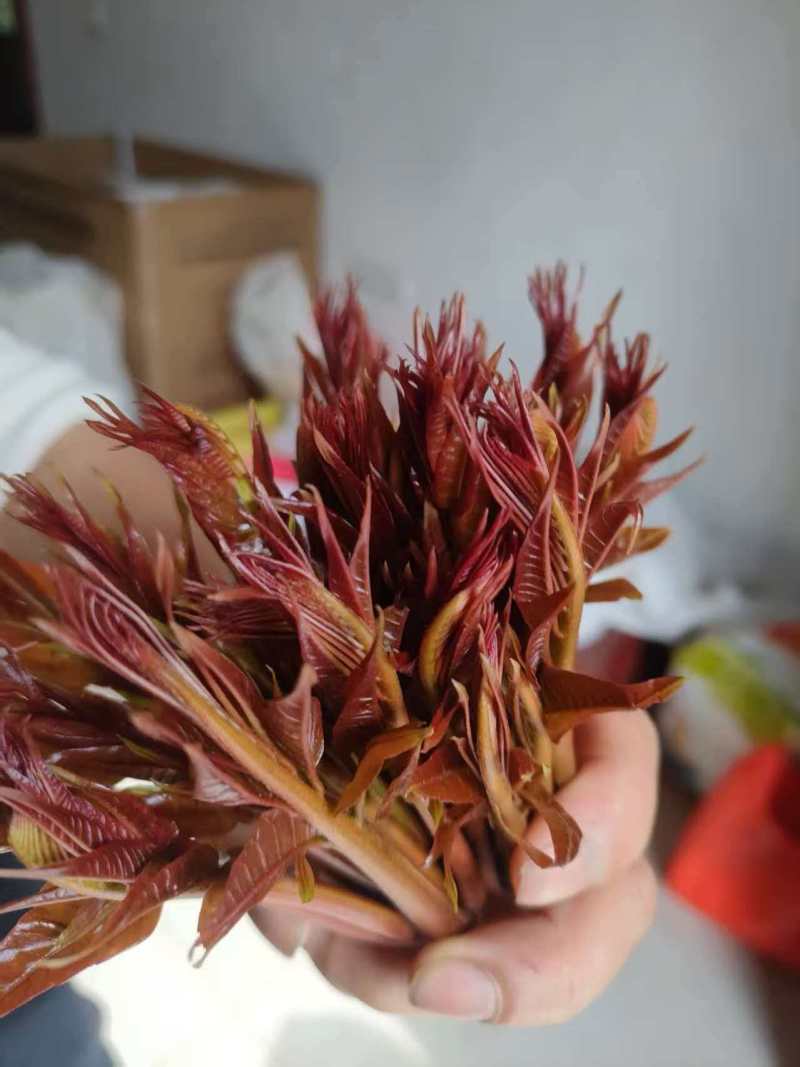 精品香椿香椿芽陕西产地直供质量保证货源充足全国发货