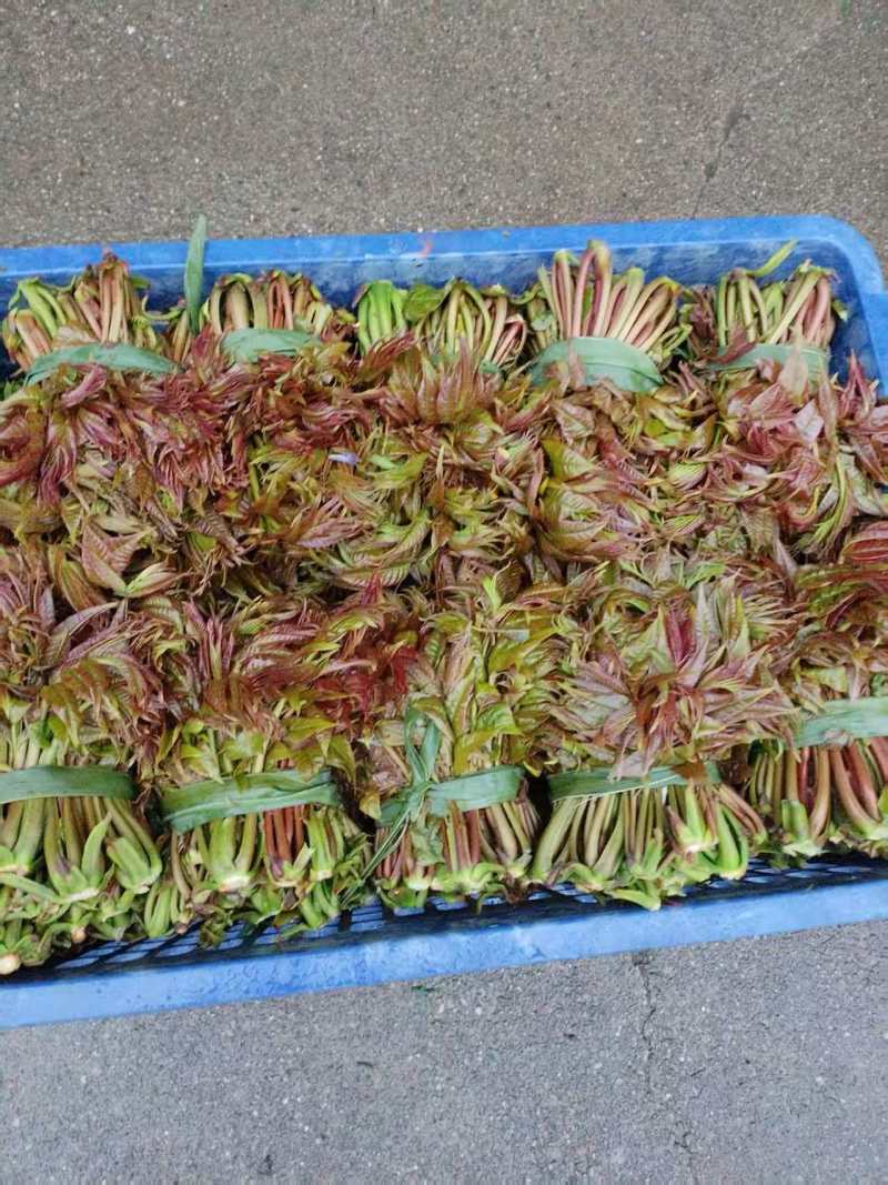 精品香椿香椿芽陕西产地直供质量保证货源充足全国发货