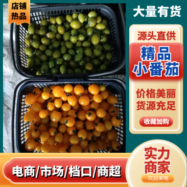 【精选】多彩小番茄圣女果新鲜发货质量保障对接全国