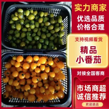 【热卖】多彩小番茄圣女果产地一手货源保质保量