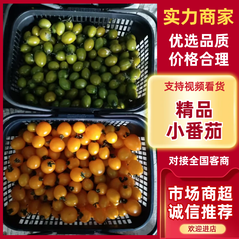 【热卖】多彩小番茄圣女果产地一手货源保质保量
