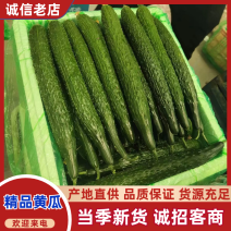密刺黄瓜精品黄瓜产地直发，量大从优品种齐全