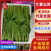 【推荐】河北小白菜精品毛白菜一手货源大量上市量大优惠