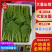 【推荐】河北小白菜精品毛白菜一手货源大量上市量大优惠