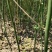 湖南木姜子苗大量接单产地直发量大从优欢迎来电
