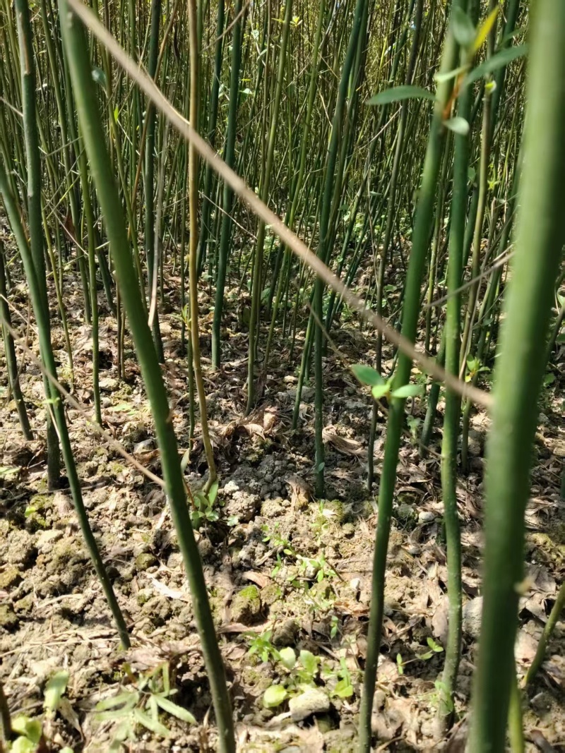 湖南木姜子苗大量接单产地直发量大从优欢迎来电