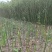 湖南木姜子苗大量接单产地直发量大从优欢迎来电