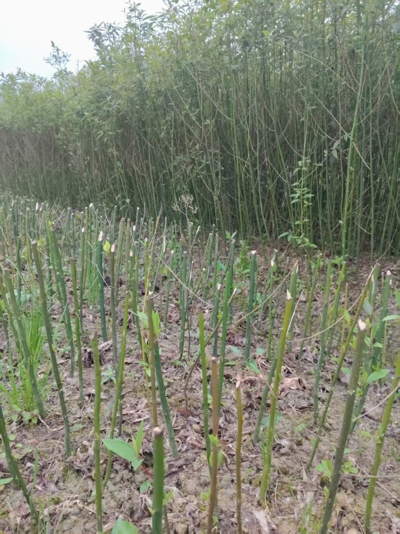 湖南木姜子苗大量接单产地直发量大从优欢迎来电