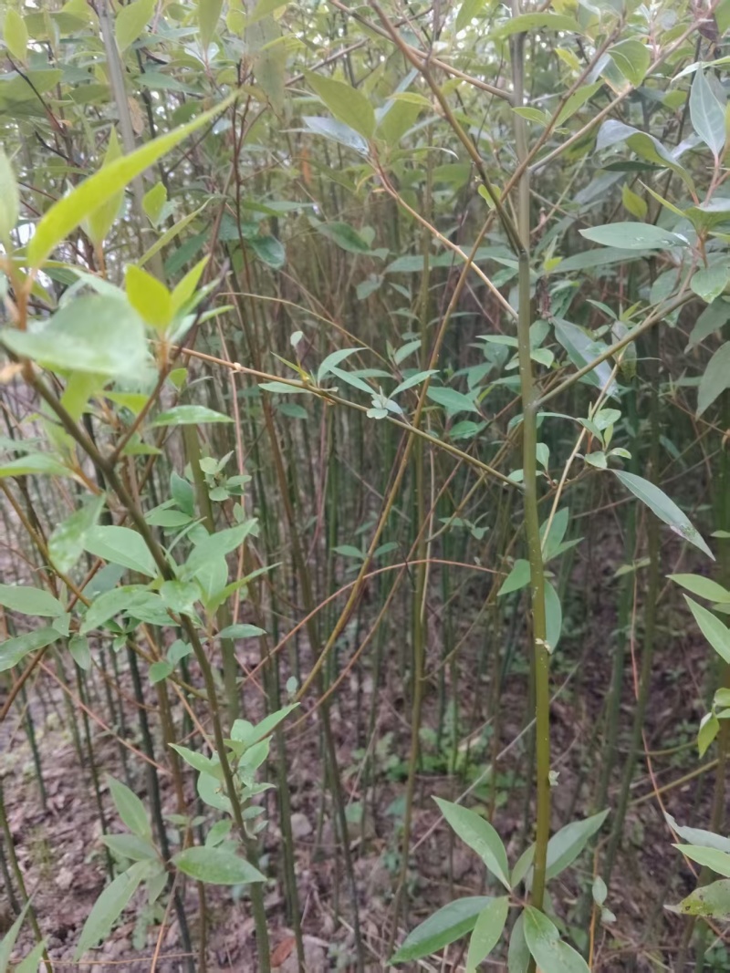 湖南木姜子苗大量接单产地直发量大从优欢迎来电
