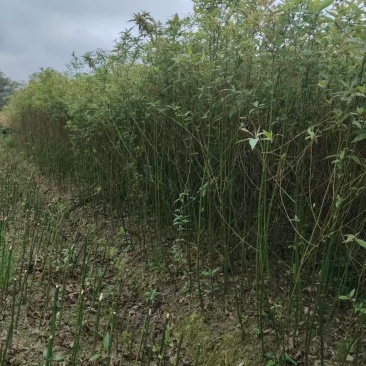 湖南木姜子苗大量接单产地直发量大从优欢迎来电