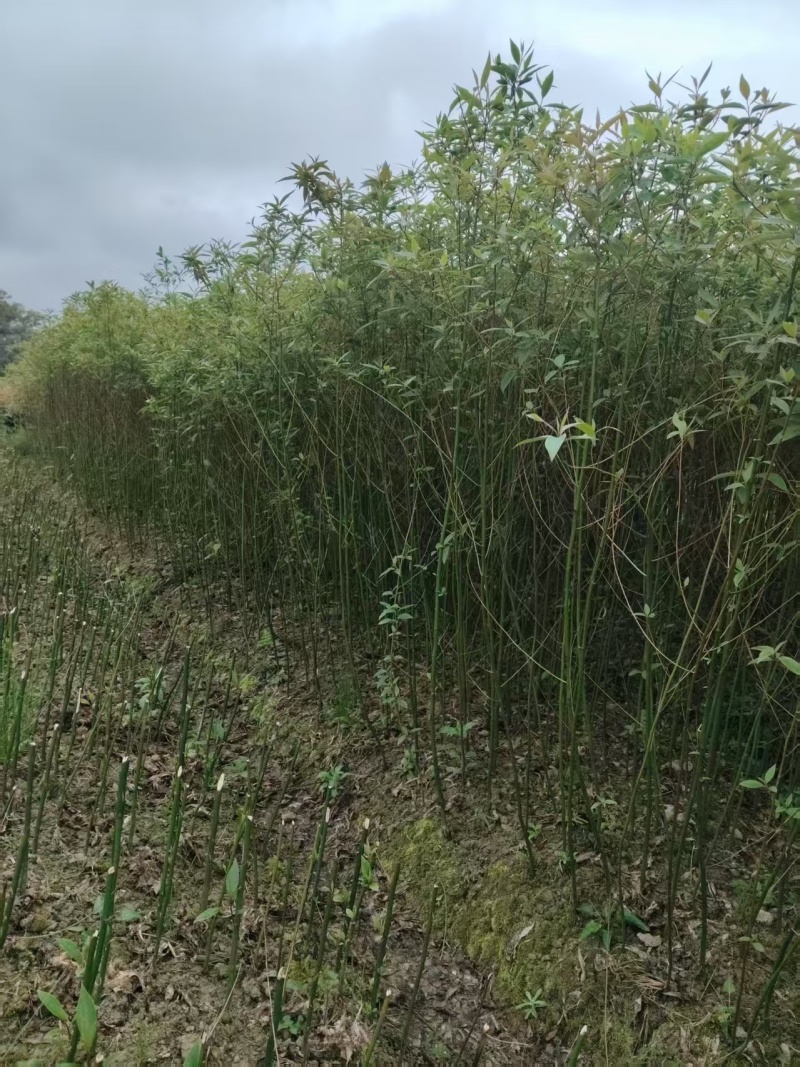 湖南木姜子苗大量接单产地直发量大从优欢迎来电