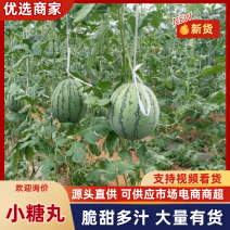 小糖丸西瓜广西西瓜广西北海小吊瓜皮薄多汁全国发货
