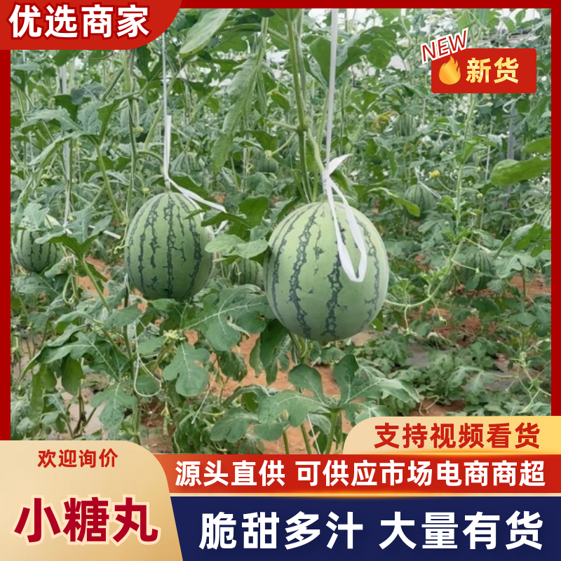 小糖丸西瓜广西西瓜广西北海小吊瓜皮薄多汁全国发货